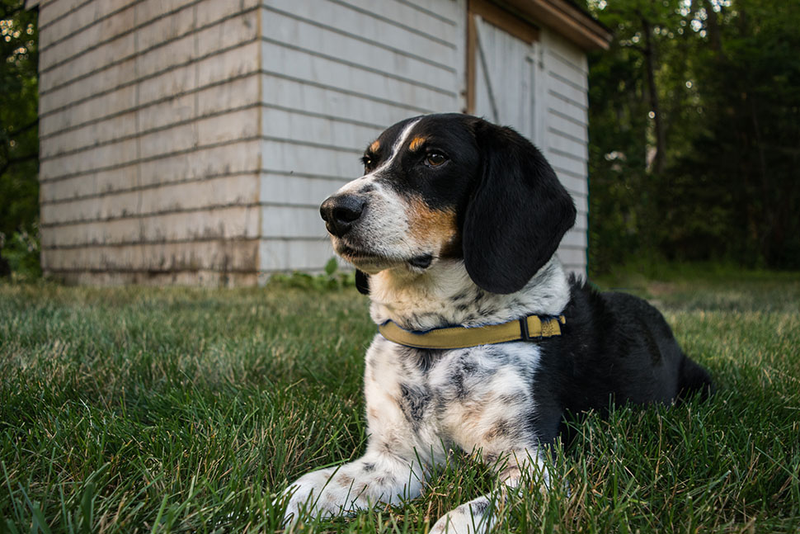 Illustration for article titled 39 *Scratchy Scratchy* Photos of Dogs